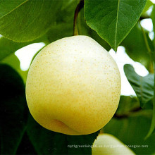 Selección de calidad de exportación Fresh Ya Pear